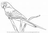Macaw Parrots Ara Drawingtutorials101 Macao Sue sketch template