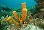 Image result for "rissoa Porifera". Size: 143 x 100. Source: barnes18.weebly.com