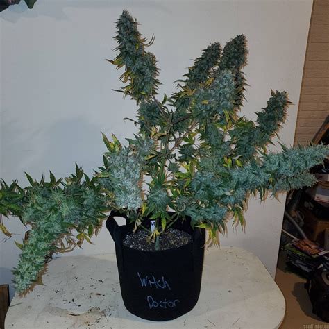Strain Gallery Witch Doctor Magic Strains Pic 28032084622323218 By