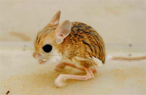 jerboa lesser jerboa arabic al jerboa project noah