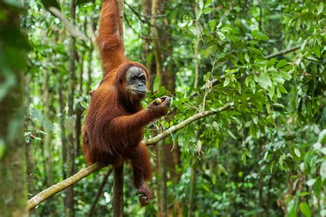 native indonesia animals top  unique wild animals  indonesia ics