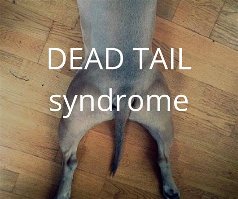 dead tail syndrome symptoms   treatment canine works