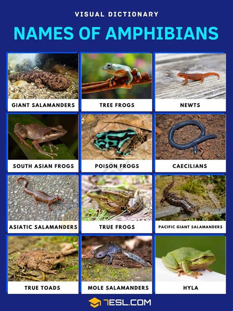 amphibians list  amphibians  interesting facts esl