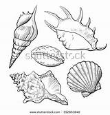 Conch Shell Mollusk Seashells Clam Designlooter Sabelskaya Vectorified Kauri sketch template