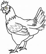 Hen Chicken Drawing Clip Line Draw Clipart Realistic Pencil Sketch Colouring Drawings Pages Clipartbest Cliparts sketch template