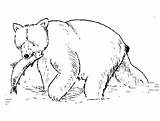 Urso Peixe Grizzly Polar Antilope Ursos Pardo Laying Cinza Tudodesenhos Visit Coloriages sketch template