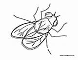 Fly House Coloring Pages Colormegood Animals sketch template