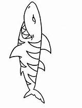 Shark Coloring Pages Sharks Tiger Clipart Kids Printable Clip Cliparts Outline Bull Cartoon Science Color Easy Tooth Drawing Megalodon Line sketch template
