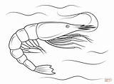 Shrimp Coloring Pages Crustacean Drawing Printable Kids 83kb 1199 Sea sketch template