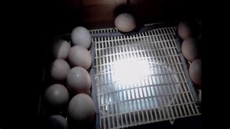 Incubation Des œufs 14eme Jours Youtube