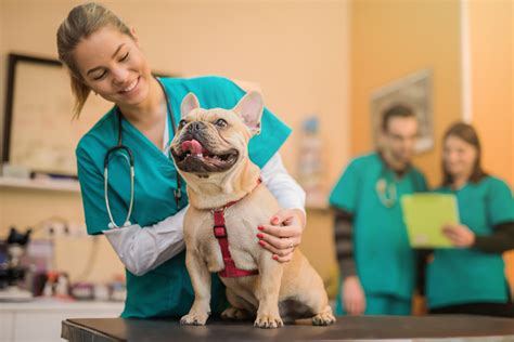 benefits   externship   veterinarian clinic charter college
