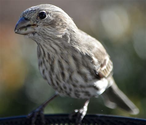 female purple finch  female house finch  journey  doris high