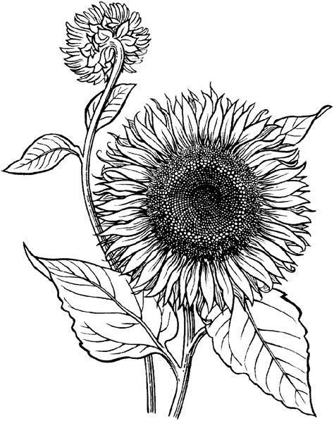 realistic sunflower coloring pages references okjsmaz