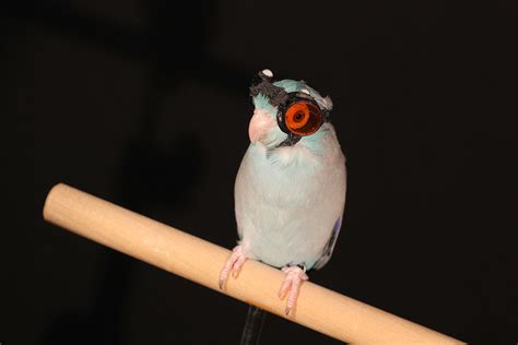 goggle wearing parrot  lasers  improve flying robot