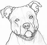 Pitbull Drawing Face Dog Tattoos Outline Tattoo Red Nose Drawings Mean Draw Pit Cliparts Bull Clipart Female Google Getdrawings Templar sketch template