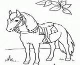 Coloring Horse Pages Anatomy Printable Book sketch template