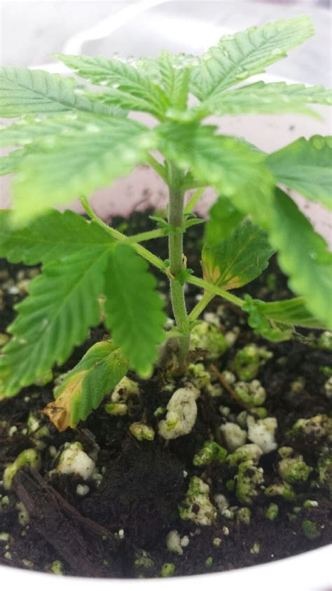 can anyone help me identify the sex of our little seedling trees
