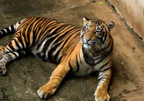 royal bengal tiger bengal tiger facts profile  information