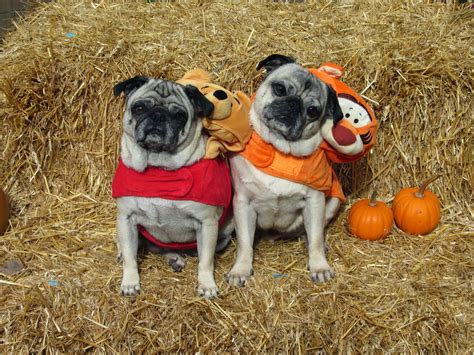 a day in the life of pugs halloween costumes part one