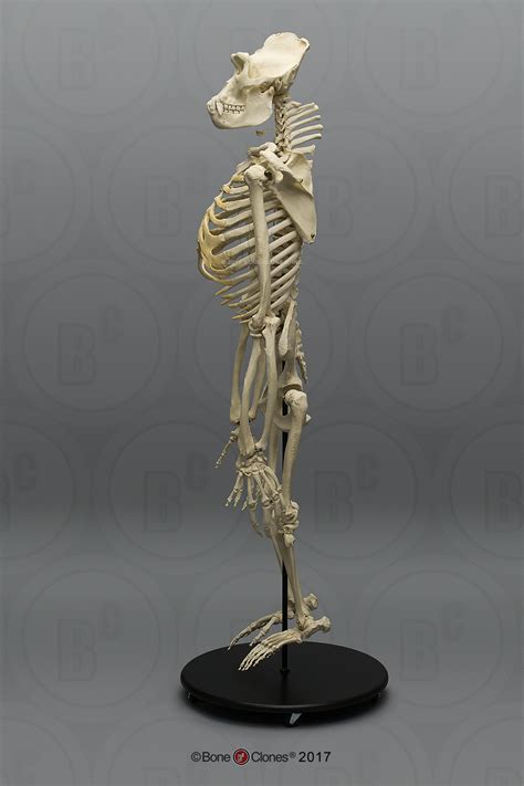 Articulated Bipedal Gorilla Skeleton With Stand Bone Clones Inc
