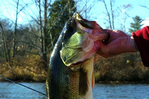 bass sees color midwest outdoors