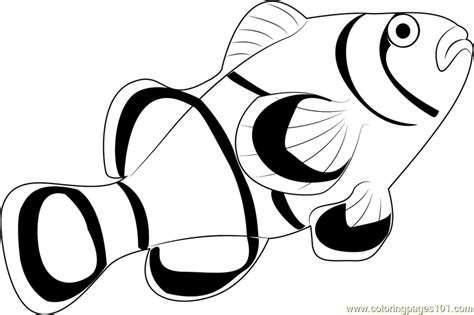 clown fish coloring pages printable coloring pages