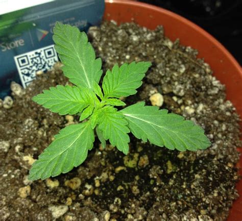 10 Odd Realities With Pictures About Growing Cannabis