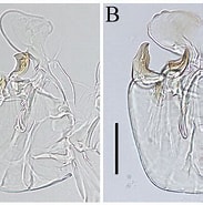 Afbeeldingsresultaten voor "sclerochilus Schornikovi". Grootte: 183 x 185. Bron: www.researchgate.net