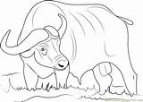 Coloring Boys Pages Buffalo Asiatic sketch template