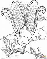 Lyrebird Coloring Pages Superb Peacock Printable Feathers Animals Para Drawings Supercoloring Color Choose Board sketch template