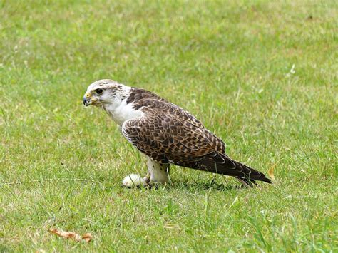 falcon falconry predator  photo  pixabay