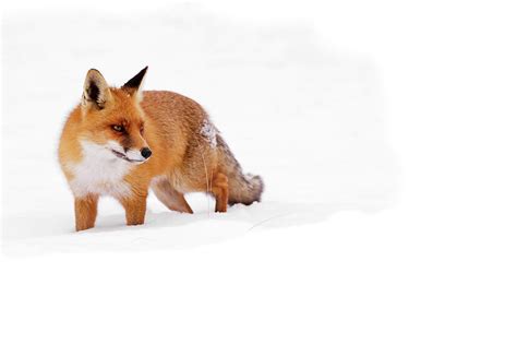 Red Fox In The White Snow Photograph By Roeselien Raimond