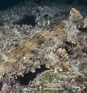 Afbeeldingsresultaten voor "orectolobus Ornatus". Grootte: 174 x 185. Bron: www.sharksandrays.com