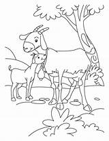 Cabra Colorir Cabras Filhote Goats Ziege Desenhos Fazenda Tudodesenhos Pygmy Parentune sketch template