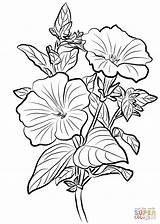 Colorear Petunia sketch template