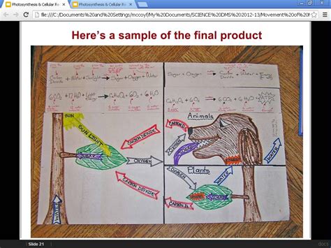 biology chinook academy kemper foldable