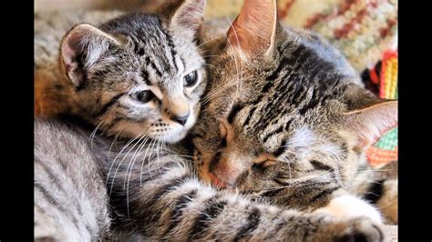 cute rescued kitten moments with kitten vs cat wrestling youtube
