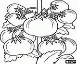 Plant Coloring Tomato Pages Its Vegetables Fruits Tomatos sketch template