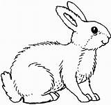 Coloring Rabbit Pages Bunny Printable Jessica Kids Rabbits Baby Print Realistic Color Bunnies Who Getcolorings Stalking Were sketch template