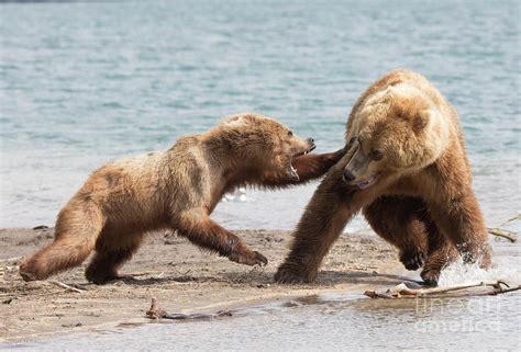 female kamchatka brown bear attacking  bear photograph  peter
