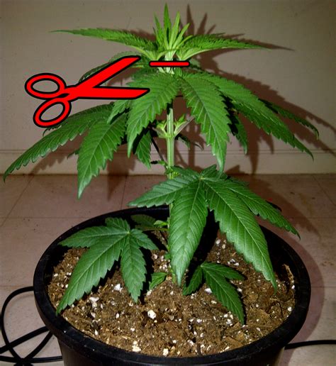 10 Odd Realities With Pictures About Growing Cannabis Plants Sex
