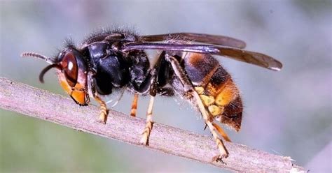 Public Warned To Remain Vigilant After Asian Hornet