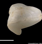 Afbeeldingsresultaten voor "bankia Fimbriatula". Grootte: 176 x 185. Bron: naturalhistory.museumwales.ac.uk
