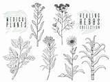 Plantas Dessin Kruiden Instellen Botanische Illustratie Wilde Stijl Bloemen Planten Tekenen Plantes Silvestres Hierbas Botanique Sertie Sauvages Herbes Illustration Crmla sketch template