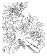 State Bird Coloring Mockingbird Flower Blossom Florida Orange Mississippi Magnolia Pages sketch template