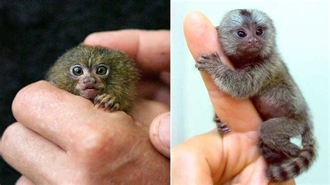 smallest animals   world youtube