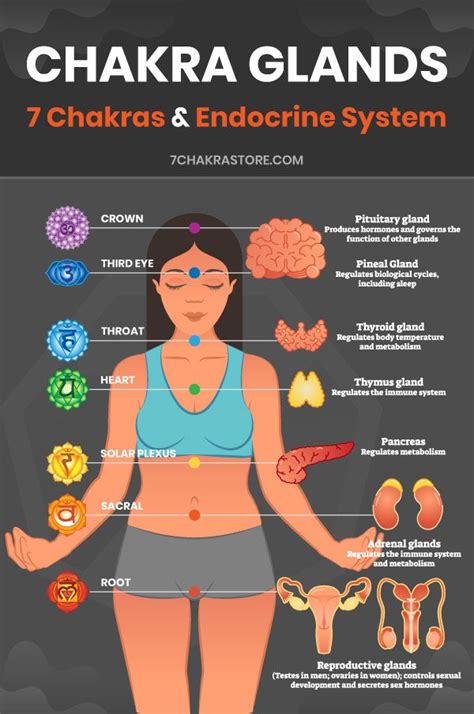 Chakras And Organs Of The Body Chakra Glands 7 Chakra Store