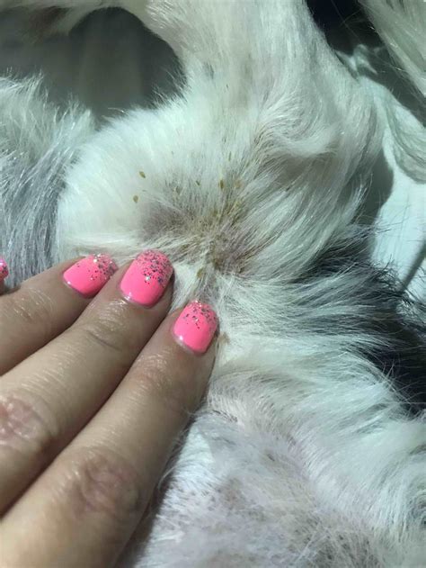 pekingese   crusty yellow scab  crust    legs