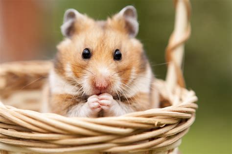 hamster tipos de hamsters  todo lo  debes saber sobre este roedor