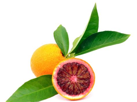 blood orange facts tips  growing blood orange trees